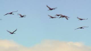 Did You Know? Sandhill Cranes