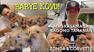 NAKAKALUNGKOT NA MASAYA MAGREHOME NG MALULUSOG NA PUPPIES • XL American Bully • Sam Walastik