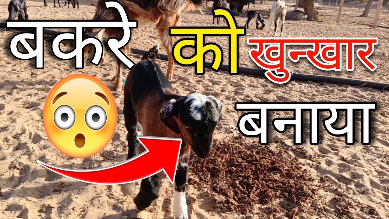 How To Dangerous Goat 🐐 🔥