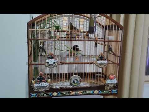 OPRESSOR  ENTROU NA MEXIDA AGORA UMA HORA DESSAS OS 200 PODE VIR 