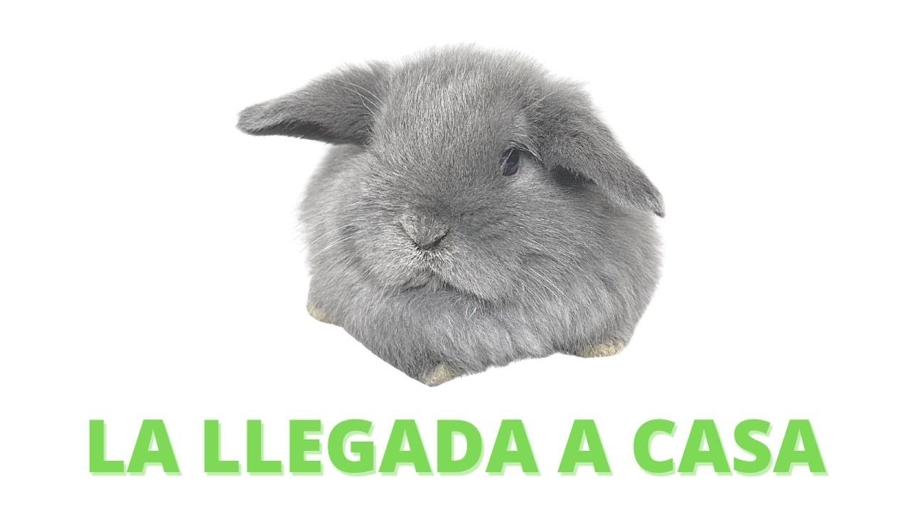 🐰✅ La Llegada del CONEJO a CASA Que Hacer Para que no se Estrese Paso a Paso (curso de conejos) #5