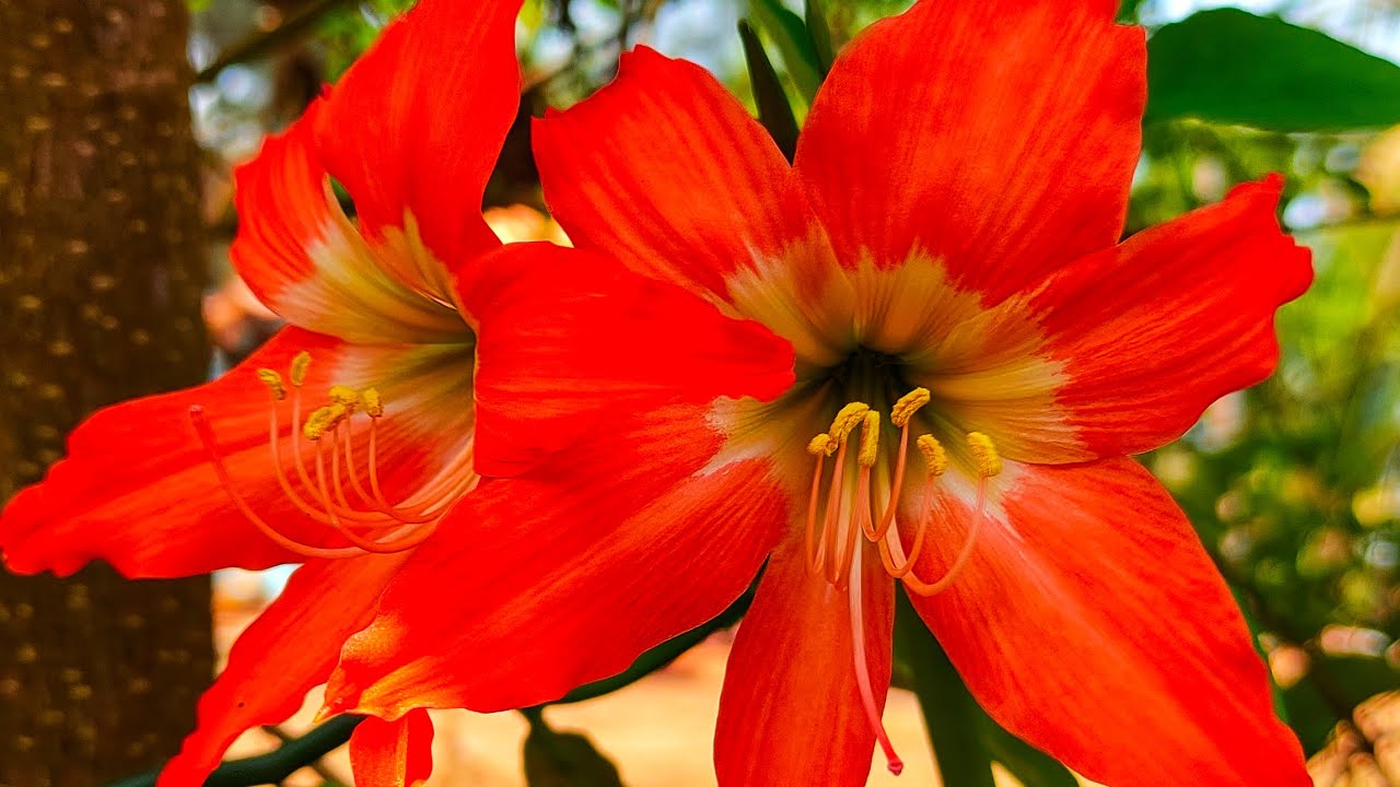 The most beautiful flowers collection YouTube