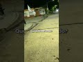 Día 79 intentando que me conozcas #shortvideo #humor #treding #challenge #musica
