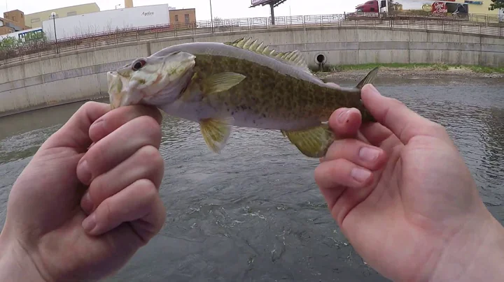 This Spot Was Loaded With Bass! (Minnesota Bass Fi...