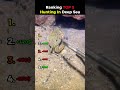 Ranking TOP 5 Hunting In Deep Sea