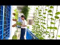 Growing malabar spinach in balcony| Trồng giàn mồng tơi nơi ban công nhà