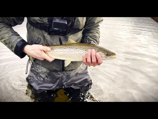 Høtyven shrimp fly for autumn sea trout fishing