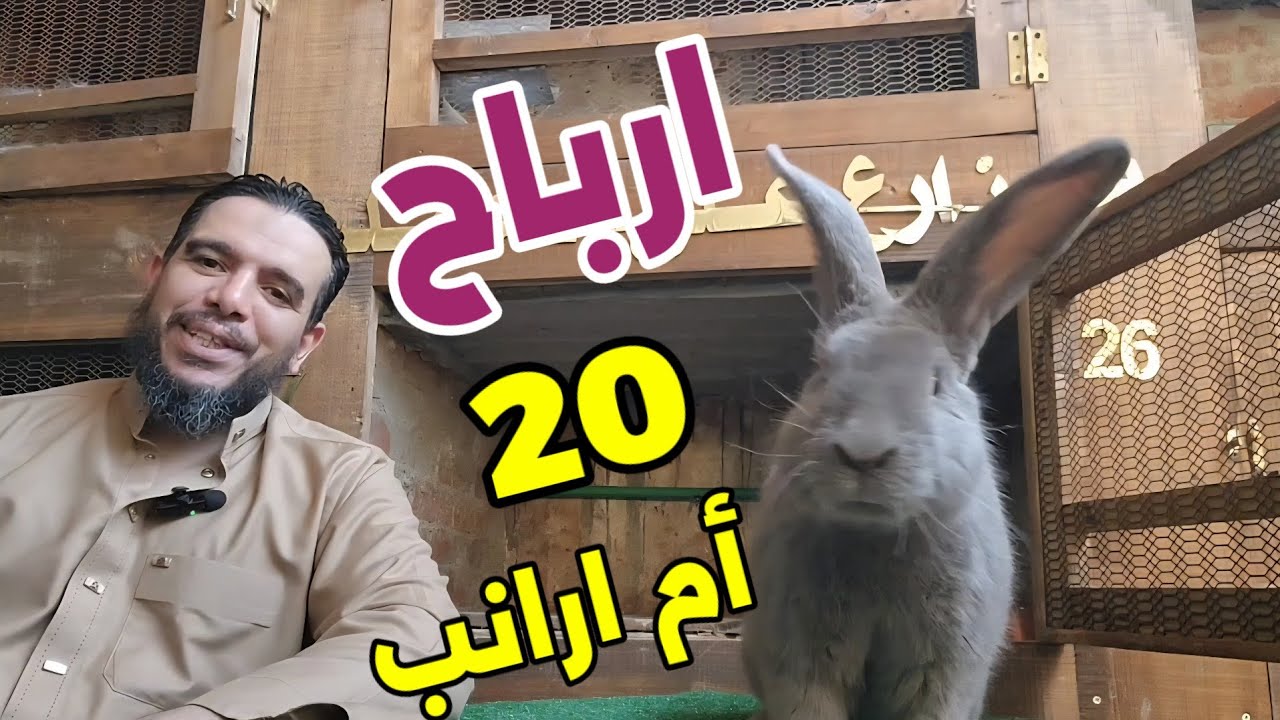 ارباح 20ام ارانب ومقارنة مع ارباح 3ارانب ارباح رهيبة