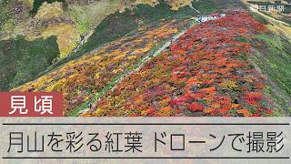 月山を彩る赤と黄色のパッチワーク 美しい紅葉の秘密は「偽高山帯」