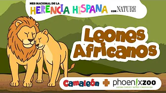 Leones Africanos with the Phoenix Zoo thumbnail