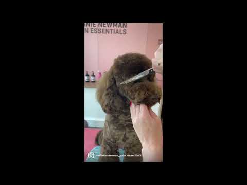 Scissoring a teddy head with Bentley the brown Poodle