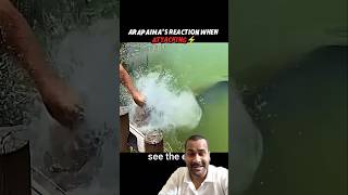 Arapaima vs Cat Reflexes... The Result Is Shocking 😱 #shorts #viral #cat #attack