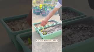 Plantando espinafre sem sementes