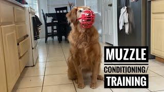 Why Muzzles Are Good Tools How To Condition Your Dog To One