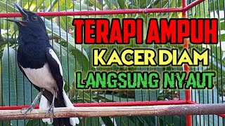 Terapi kacer ngeplong santai, pancingan kacer, masteran kacer durasi panjang Berjam jam!!