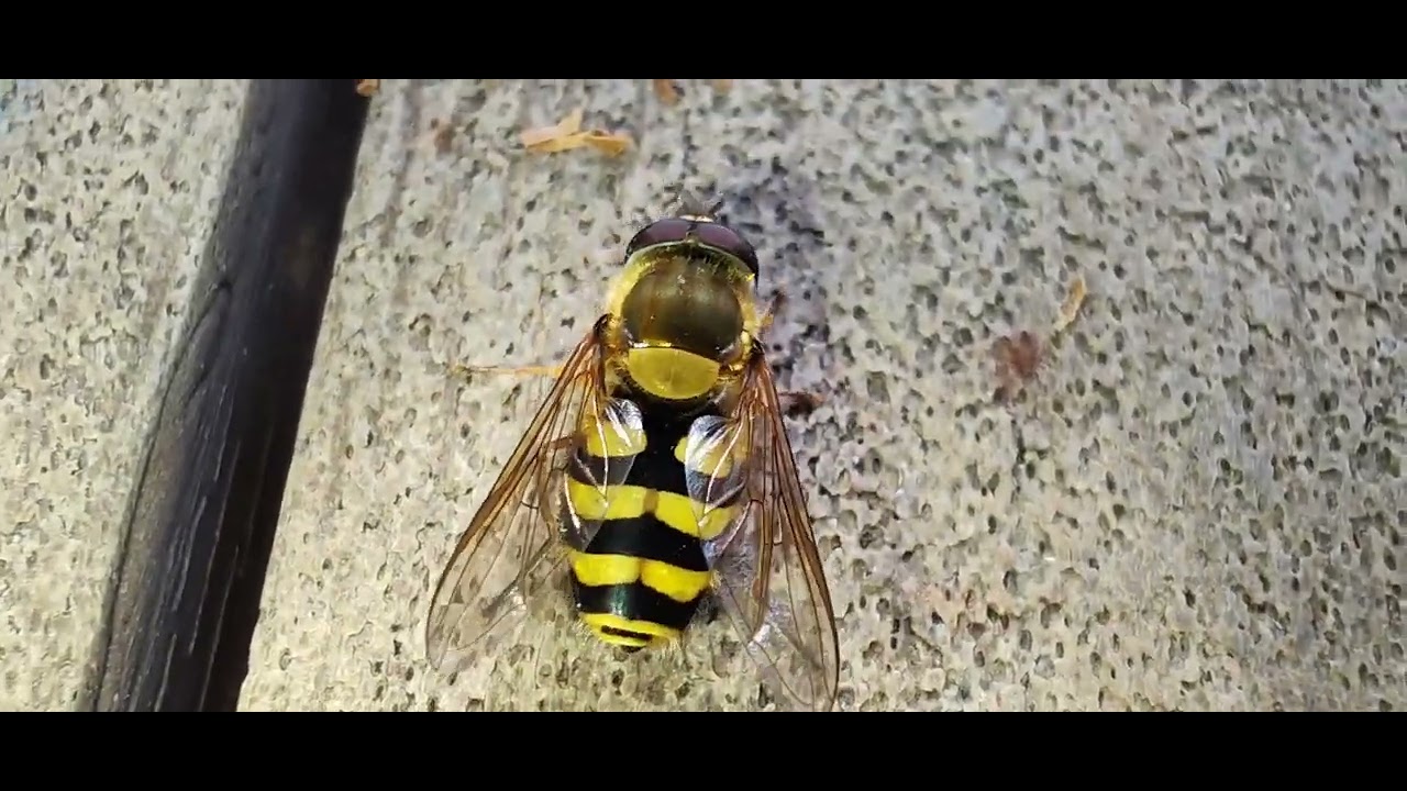 Migrant Hover Fly