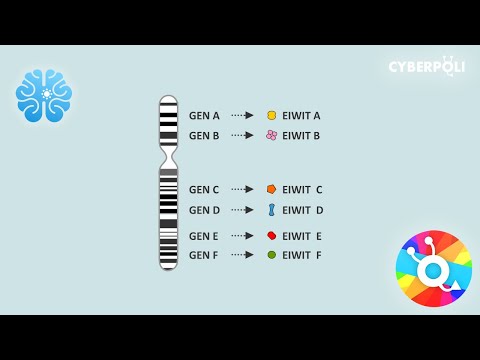 Video: ZBTB12 DNA-methylatie Wordt Geassocieerd Met Stollings- En Ontstekingsgerelateerde Bloedcelparameters: Bevindingen Uit Het Cohort Uit De Familie Moli