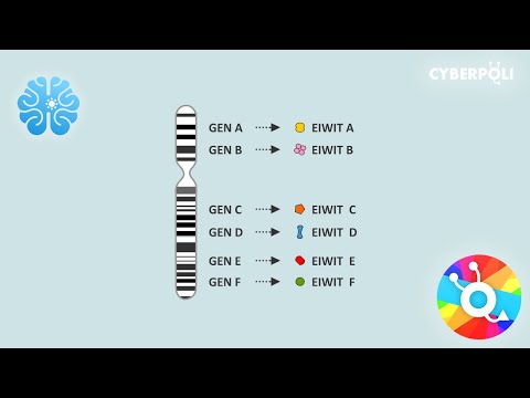 Video: Generatie Van Een Op Luciferase Gebaseerde Reporter Voor CHH- En CG-DNA-methylatie In Arabidopsis Thaliana