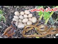شاهد وجدت الحجل البري تحضن البيض وقريب تفقيس فراخ والثعبان في وسط جبال الريف 