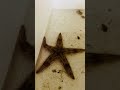 نجمه البحر الشوكي نجمه البحر الشوكي