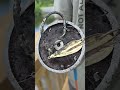 MAGNET FISHING AND FINDING BIG TREASURE #magnetfishing #shortsfeed #fishing