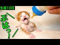 凄い勢いでミルクを飲み干す生後１０日の子猫がこちら！【保護猫】