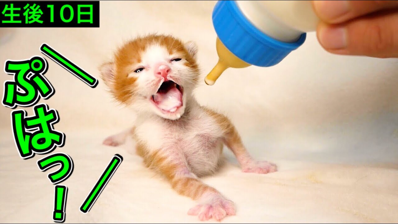凄い勢いでミルクを飲み干す生後１０日の子猫がこちら！【保護猫】
