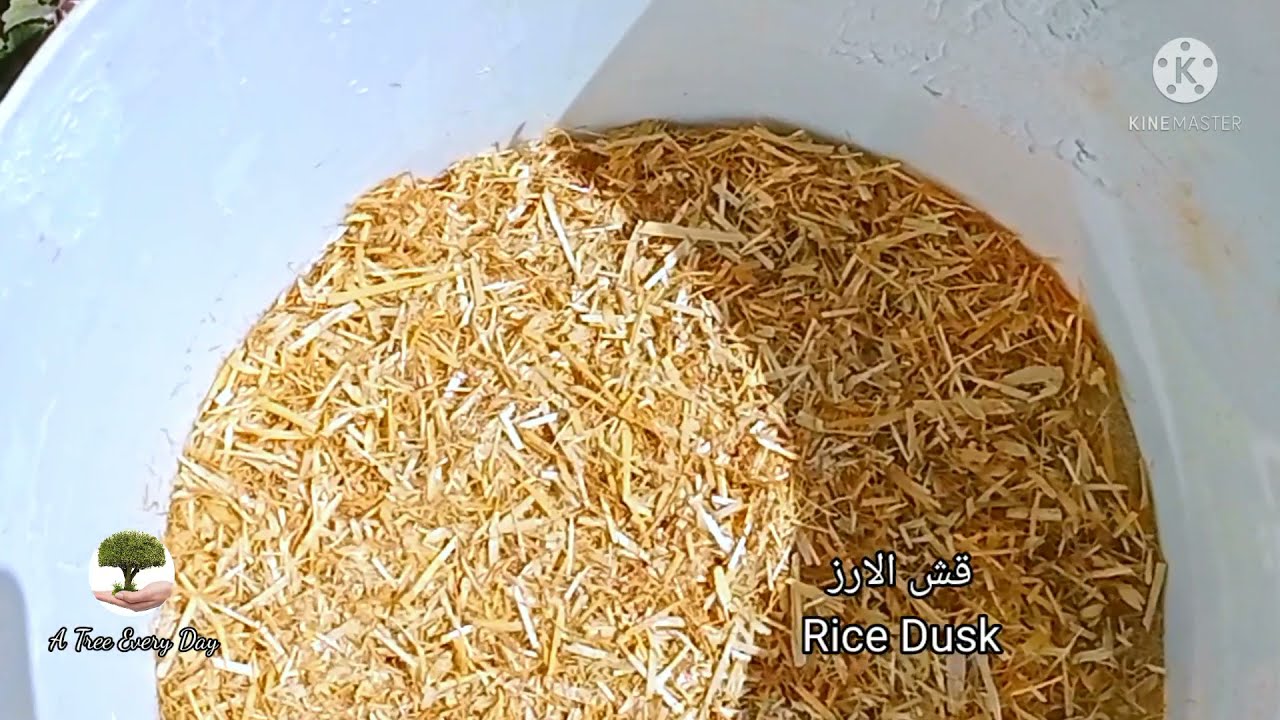 كنز لا يعرف قيمته الكثير شاهدوا ماذا فعلت به | rice husk for plants