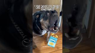 Doctor called me a “FATTY” #funnydogs #funny #bulldog #shorts