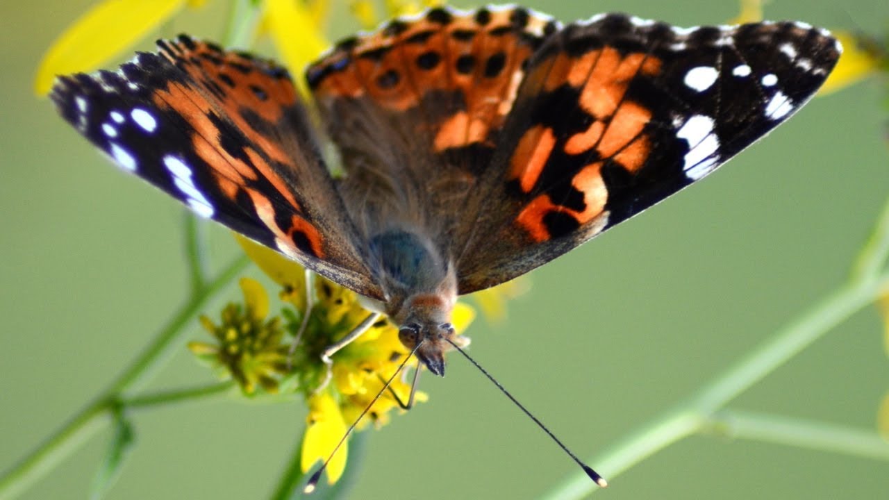 American Lady Butterfly eating honey in flowers YouTube