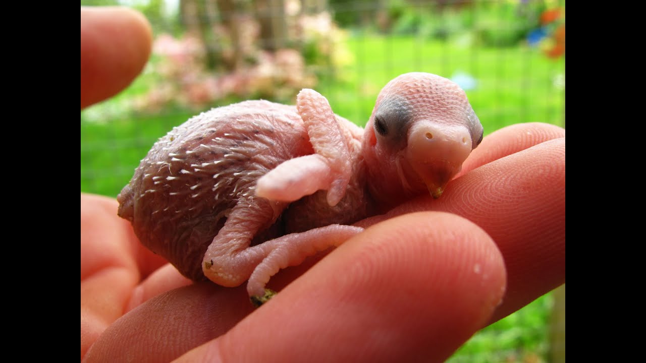 Baby Budgies Growth Stages - YouTube