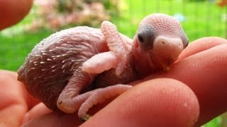 Baby Budgies Growth Stages