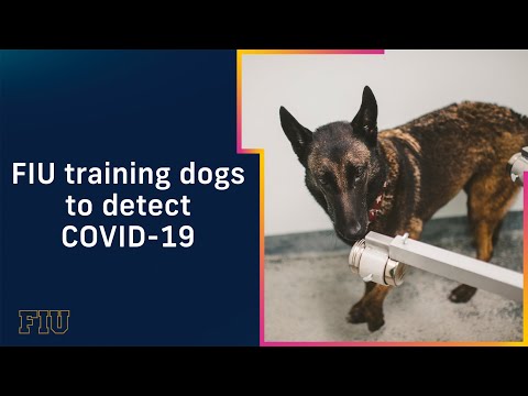 FIU Training Dogs to Detect COVID-19