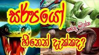 Snake in Dreams | Interpretation and Meaning | සර්පයෝ සිහිනෙන් දකින්නේ ඇයි? සියලුම හේතු. සිහින  හීන