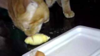 Cat likes durian