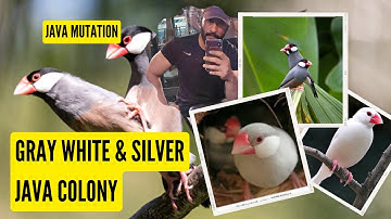 Everything About Java Mutation #javasparrow #fawnjava #whitejava