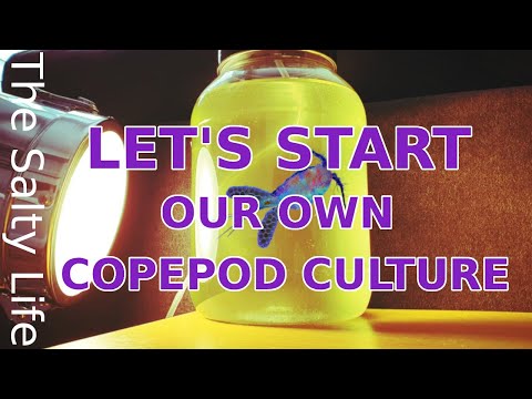 SETTING UP A COPEPOD CULTURE - STEP BY STEP GUIDE