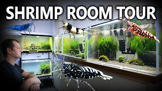 AMAZING Shrimp Breeding Room Tour! @ShrimpMania