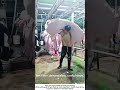 Single Worker Moving a Whole Pig – Slaughterhouse Strength 🐷🔧