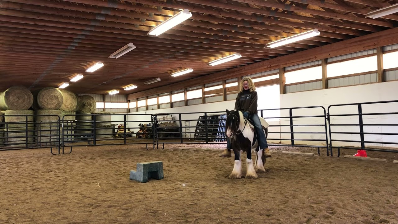 Saddle training with mini stallion