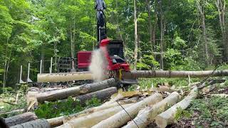 2020 TIMBERPRO TF830D For Sale