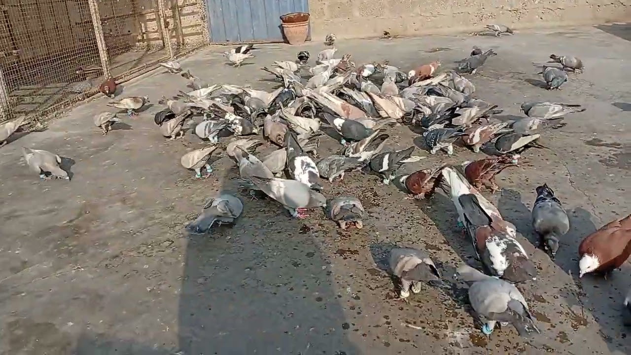 Pakistani White Bar Kabutar || Shoaib Bhai korangi dhai