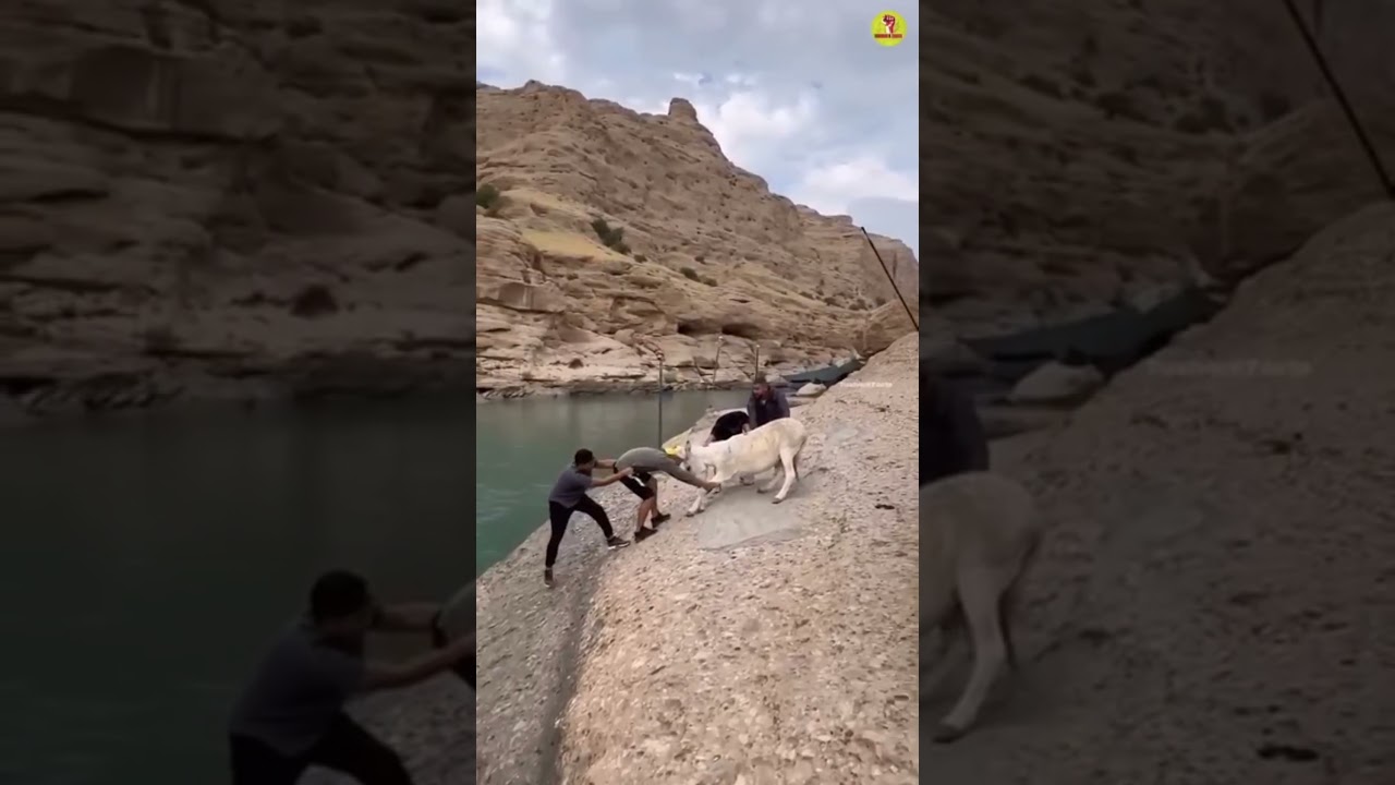 They are real Human🤯😍