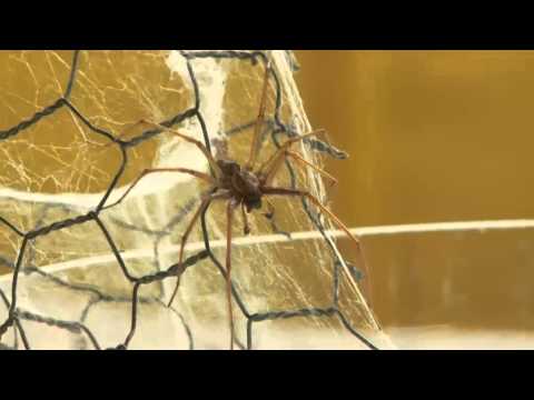Video: Jsou huntsman spider ve Velké Británii?