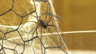 Spiders (mainly harmless ones) invade UK