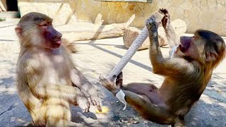 видео: Ярость Степана нашла занятие - грызть и рвать надо картон, а не Маню! ТВ Степан- Маленькие гамадрилы картинка: Ярость Степана нашла занятие - грызть и рвать надо картон, а не Маню! ТВ Степан- Маленькие гамадрилы