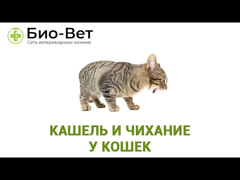 Кашель и чихание у кошек. Ветеринарная клиника Био-Вет.