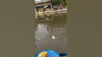 Cá chép ăn khoai lang 🍠 #câuđài