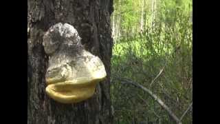 Fomitopsis officinalis (лиственничная губка, агарик белый, бака) Fomitopsis officinalis (лиственничная губка, агарик белый, бака)