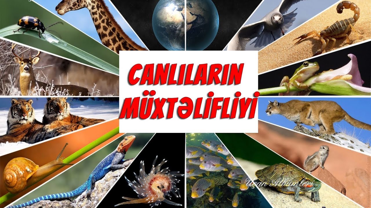 Canlıların müxtəlifliyi (Canlı aləmin təsnifatı)